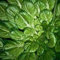 PACK OF 300 - Tatsoi Mustard Seeds (Brassica rapa) : Seeds Only