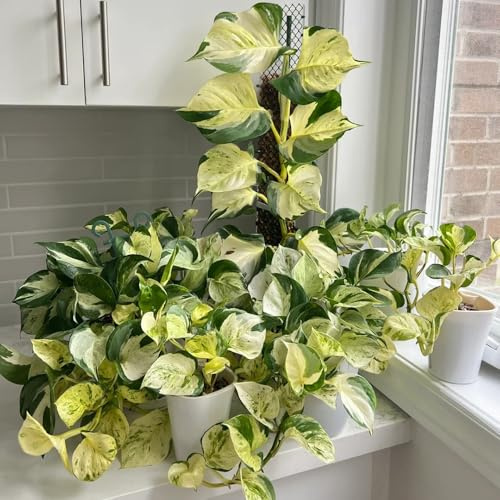 Semi di Pothos - da ufficio, da balcone Epipremnum aureo - verdi da appartamento da appartamento facili da curare perenni 60pcs
