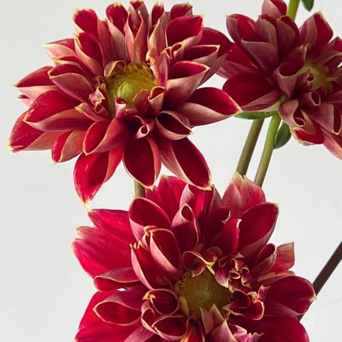 11bulbi tuberi di dalia resistenti, giardino di dalia, balcone per luoghi soleggiati, giardino