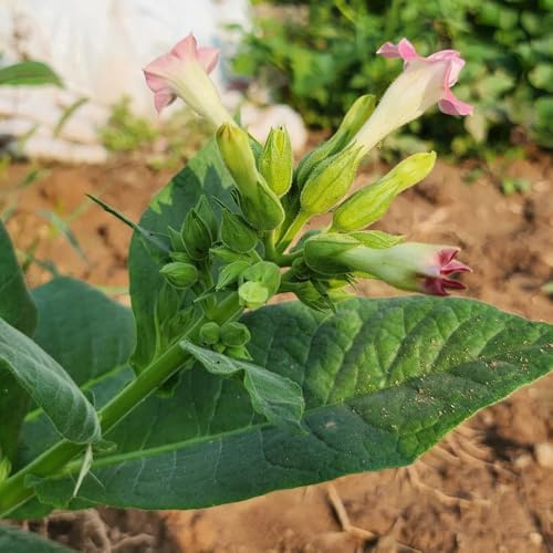 semi di tabacco Giardino per interni, decorazione del soggiorno, primaverili di perenni, aiuole rialzate, balcone da giardino 50pcs
