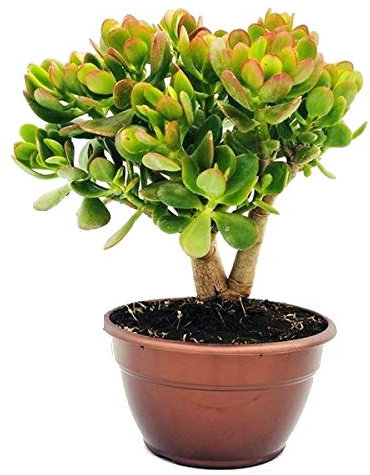 Crassula Ovata Planta de Jade 45cm Planta Natural Grande en Maceta
