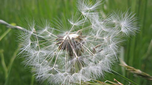 Home Comforts Nature Dandelion Meadow Seeds Pointed Flower-20 Inch By 30 Inch Laminated Poster With Bright Colors And Vivid Imagery-Fits Perfectly In Many Attractive Frames