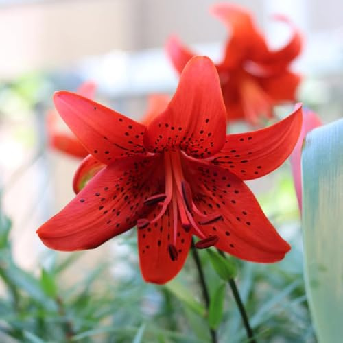 Semillas de lirio, Lilium brownii, de interior semillas invernaderos balcón balcón en raras variedades antiguas para invitados aptas 100pcs