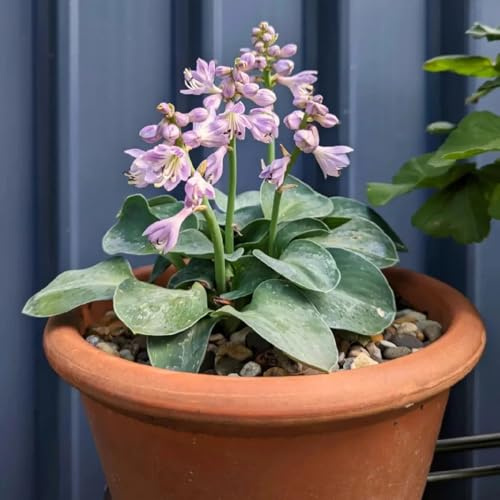 funkien hosta - decorazioni giardino per esterni rara rampicante giardino rampicanti serre balcone tappezzanti in vaso rialzata semi 500semi