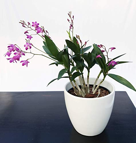 POWERS TO FLOWERS - DENDROBIUM KINGIANUM XL IN VASO CERAMICA BIANCO, 3/5 STELI, VASO 15CM, pianta vera