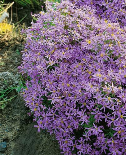 Aster sedifolius 'Nanus' 9x9 cm Topf – Winterhart, Mehrjährig, Pflegeleicht – Berg-Aster – Staude für Steingarten & Beet