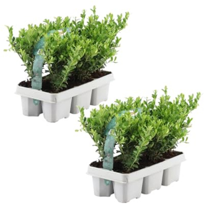 Plants by Frank Ilex Crenata Jenny, 12x Stechpalme Pflanze, Ø 7 cm | Stechpalme Buchsbaum Ersatz, Heckenpflanzen Winterhart, kompakte Wuchsform, niedrige Hecken, Durchmesser 7 cm, Höhe: 15 cm