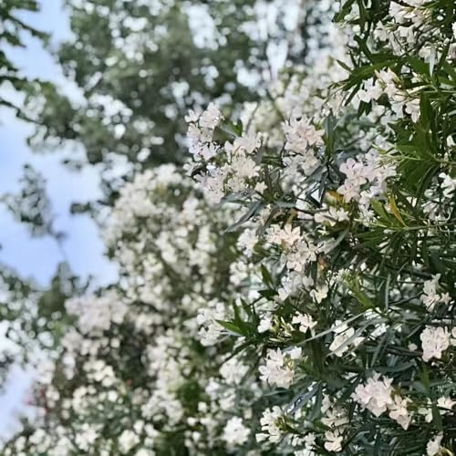 40 piezas semillas resistentes de adelfa - plantas trepadoras, perennes resistentes, plantas de balcón semillas de jardín balcón jardín Plantas de balcón para el invierno semillas
