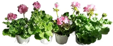 Geranio Rosa Pack 4 Plantas Naturales con Flores de Color Rosa