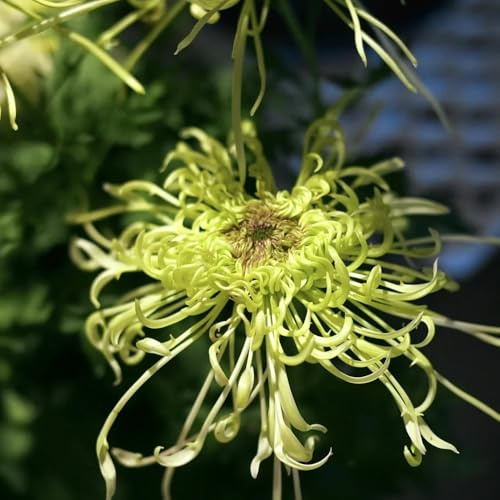 semi di crisantemo - crisantemi per l' di semi crisantemo balcone in vaso balcone, recisi Decorazioni autunnali per un giardino 800semi