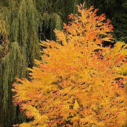 YouGarden Toffee Apple Tree, Cercidiphyllum japonicum in 5L Pot, Supplied as an Established and Ready to Plant Tree for Gardens Beds, Borders or Patio Pots