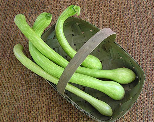 Generic Climbing Italian Squash/COURGETTE - TROMBETTA D'ALBENGA - 25 Seeds