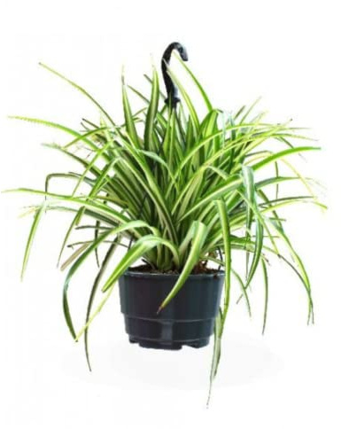 Planta Cinta colgante natural en maceta de Ø19cm (altura total aproximada 40cm)