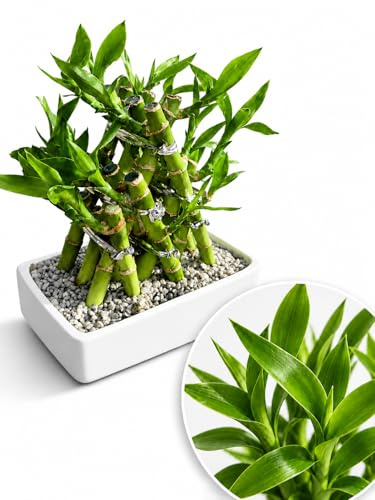 POWERS TO FLOWERS - LUCKY BAMBOO INTRECCIATO, 18X13, Pianta Vera