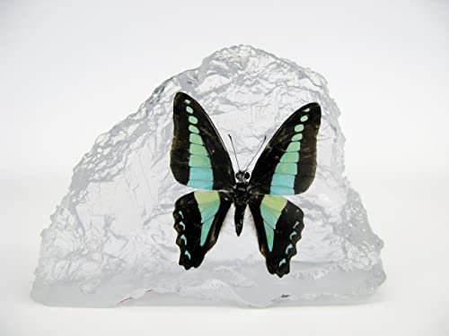 Echter wunderschöner Briefbeschwerer mit sorgfältig präparierten Schmetterling (Common Bluebottle) in Kunstharz gegossen. Größe 13x9x4cm, 248Gr Gewicht