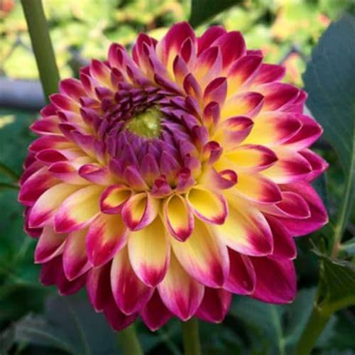 Dahlia/Strong Plants That Grow Well/Mix Golden Jade Carving Feels/Crop for Planting Now UK -12 Bulbs-f