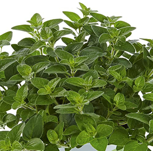 Oregano Plug Plants. 'Margeritha'. Marjoram. Bushy, intensely Aromatic Perennial herb. Medium Plug Plants x 4. Available from Bedwen Plants.