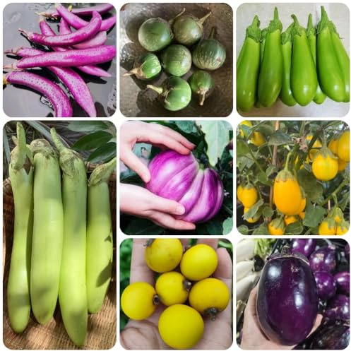 Semillas de berenjena, de jardín de rocas resistentes verdes Comprar de invierno 300pcs