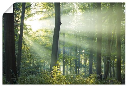 ARTLAND Wanddeko Poster & Kunstdrucke Wandposter 90x60 cm Querformat Landschaftsbilder Wald Natur Sonne Bäume Landhausstil U1VX