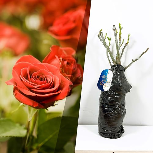 Rosa arbustiva roja de raíz desnuda Beaute – Rosa resistente fragante para impresionantes setos, pasarelas, bordes y exhibiciones verticales de jardín