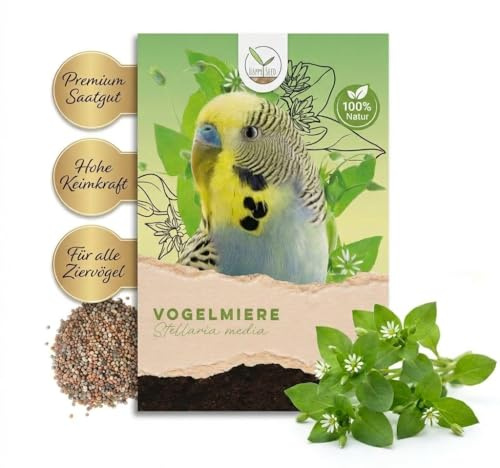 Vogelmiere Samen (Stellaria Media) - Wertvolle Heilpflanze und beliebte Futterpflanze für Wellensittiche und viele andere Vögel (Vogelmiere)