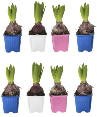 Bulbos de Jacintos para Jardín Pack de 8 Unidades Bulbos Hyacinthus