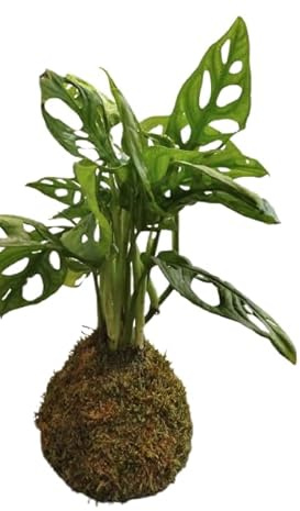 DECOALIVE Kokedama de Monstera Adansonii – Planta Natural en Esfera de Musgo – Enredadera Exótica (Costilla de Adán Mini)