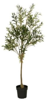 IB Laursen Olivenbaum in Topf