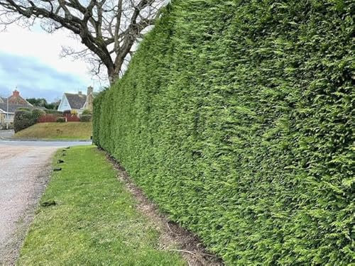 Leylandii Conifer Perfect for Screening | Fast-Growing, Evergreen | Large Size | Instant Tall Hedging | Pack of 5 (175-200cm)