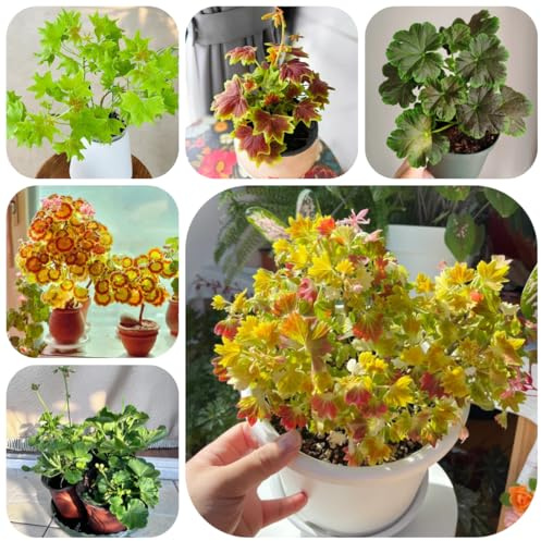 semillas de geranio resistente, pelargonio para lugares soleados para el jardín cubierta perenne resistente ornamentales decoración 30pcs
