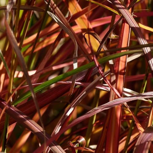 Pianta vera di Miscanthus sinensis Ferner Osten - Diametro Vaso Ø 14 cm