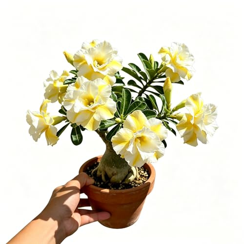 Tubérculos de rosa del desierto - raras de jardín de piedras rizoma de rosa del desierto - decoración de sala 2rizoma - Amarillo