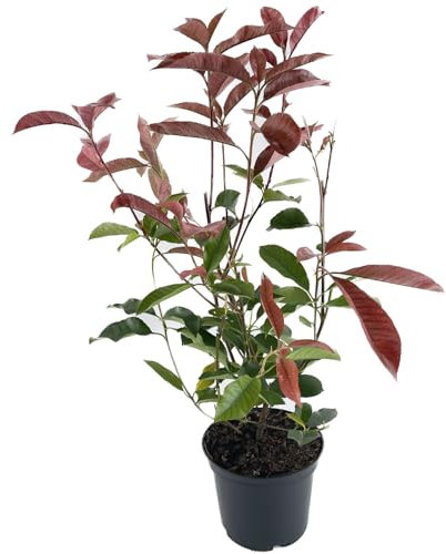 Photinia fraseri 'Red Robin' von Intragarten 50-70cm im Topf