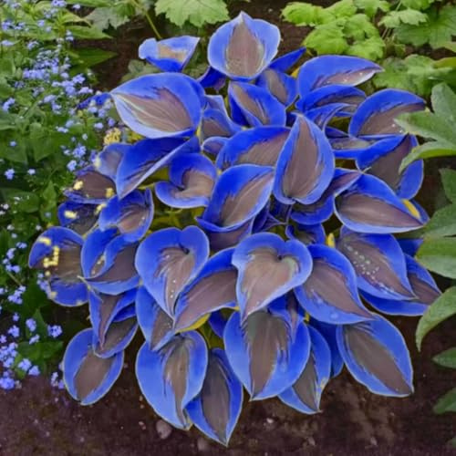 Wunderschöne Hosta, eine kältebeständige mehrjährige Hosta mit seltenen Farben, geeignet für die Gartendekoration-6 stück-A