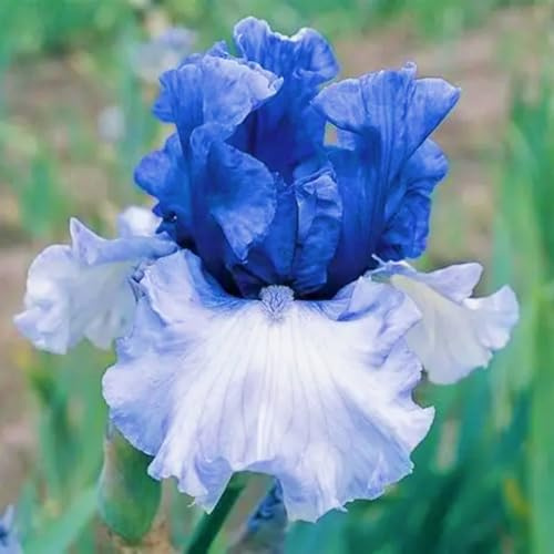 HGJKYTFCDG Acheter des iris (oignons) - Variétés délicates résistantes au froid pour jardin naturel et balcon vert, facile à cultiver - 8tubercules B