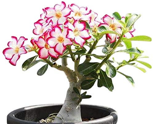 COLIBYOU Desert Rose， Adenium Obesum one Year Plant ， Baby Size Bonsai Caudex (1 Rose)