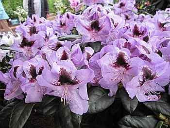 Rhododendron Hybride Metallica - Großblumige Alpenrose 30-40cm