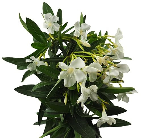 Árbol Natural de Adelfa Blanca Planta Resistente y Fácil de Cuidar