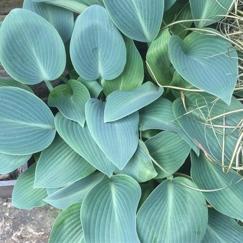 funkienhostasamen, kaufen, mehrjährig winterhart, outdoor, für balkon 50pcs