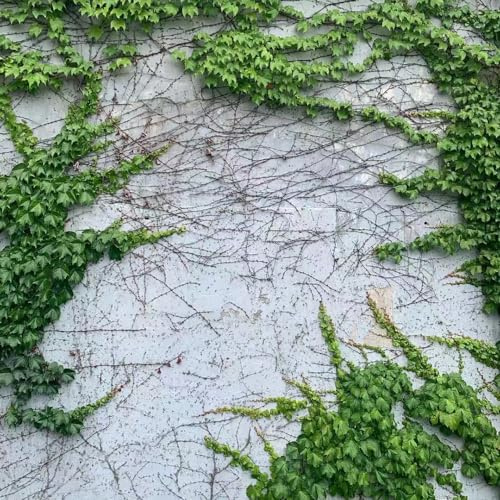 Parthenocissus tricuspidata giardino balcone esotiche in vaso 600semi