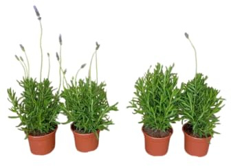 Cuatro Plantas de Lavanda Natural Crea Un Jardín con Esencia Pura
