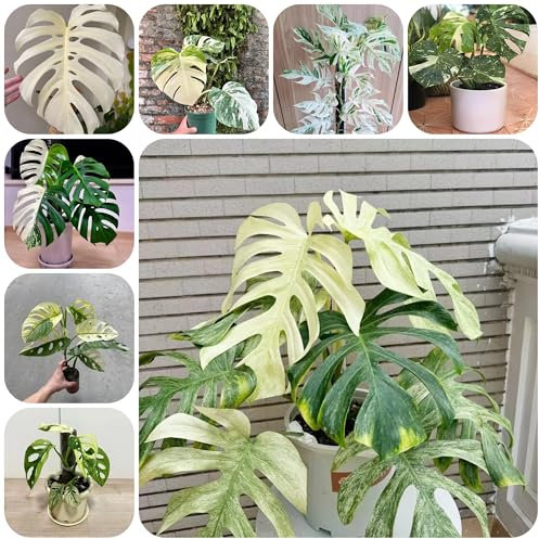 semillas de plantas monstera macetas Monstera variegata plantas en macetas interior de fácil cuidado, invernadero jardín interior, oficina seto plantas 250pcs