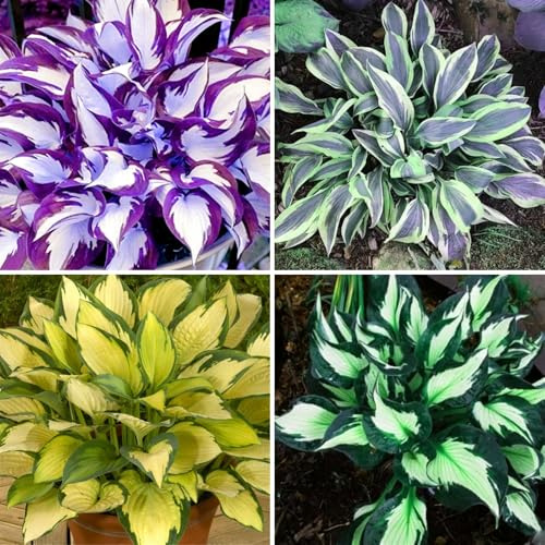 Winterharte Hosta - Funker mit stabilen Wurzeln | Hochwertig-4 Hosta knolle-A