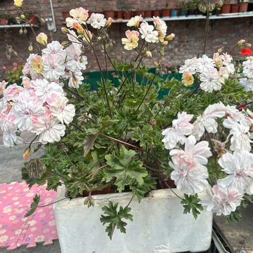 geranios silvestres, macizo de exóticas pelargonio ornamentales lugares soleados. Decoración orgánica balcones de jardín semillas pradera 220semillas