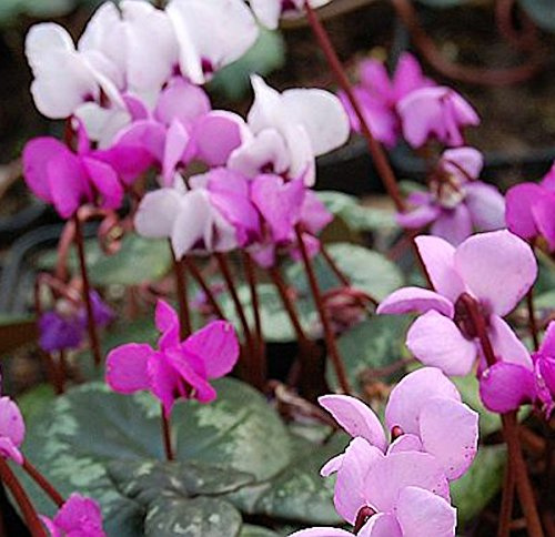 Frühlings Alpenveilchen - Cyclamen coum - lebende Gartenpflanze aus den Baumschulen