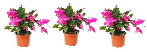 3 Unidades de Cactus de Navidad Schlumbergera Plantas de Interior con Flores Colgantes