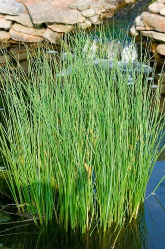 Carex nigra 9x9 cm Topf – Winterhart, Mehrjährig, Pflegeleicht – Schwarze Segge – Ziergras für Teichrand & Beet