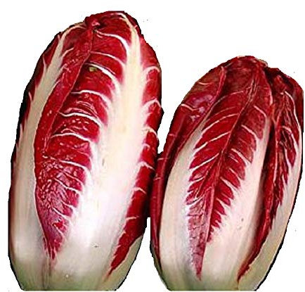 100 RADICCHIO ROSSA DI TREVISO precoce Semi No OGM Héritage Biologique Gourmet