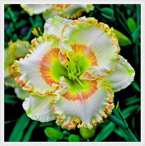 Taglilien,stück,taglilien winterhart mehrjährig,hemerocallis,taglilien rhizome,Hemerocallis,Mysteriöse magische Glühbirne-5stück-I