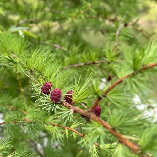 lärche immergrüne balkonpflanzen lärche balkon grünpflanzen nachhaltige geschenke deko wohnzimmer exotische baumsamen garten kaufen zimmerbonsai gartenpflanzen winterhart mehrjährig 400samen